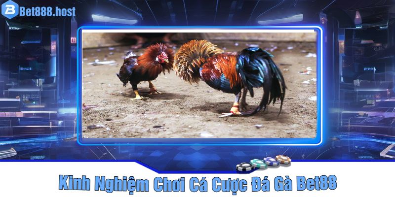 Kinh Nghiệm Chơi Cá Cược Đá Gà Bet88