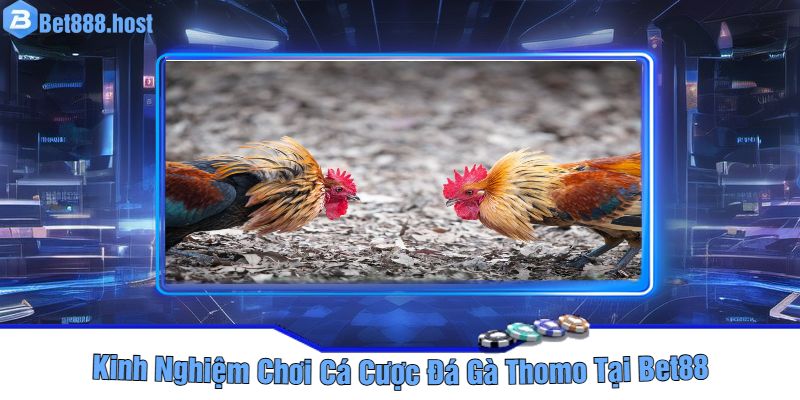 Kinh Nghiệm Chơi Cá Cược Đá Gà Thomo Tại Bet88